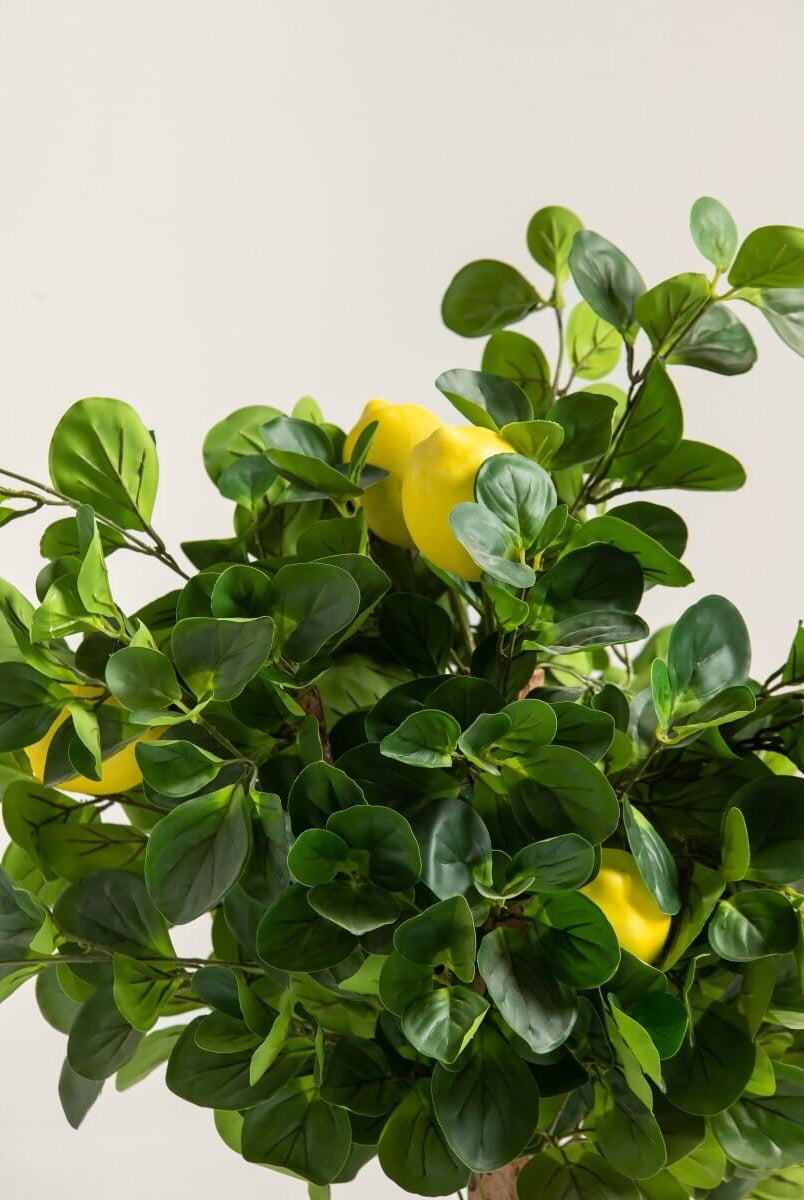 Citrus Limonificial Plant (3 Sizes)(Pot not included)