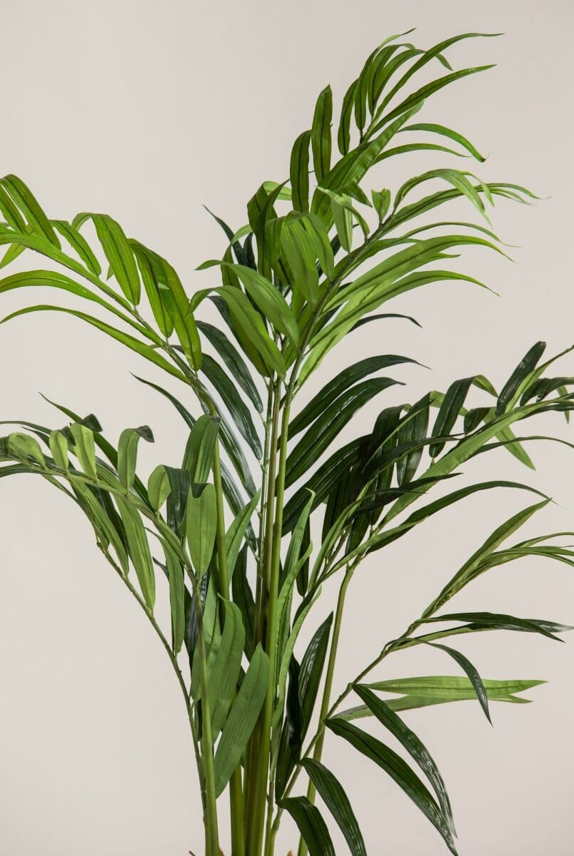 Kentia Palmificial Plant (Pot not included)