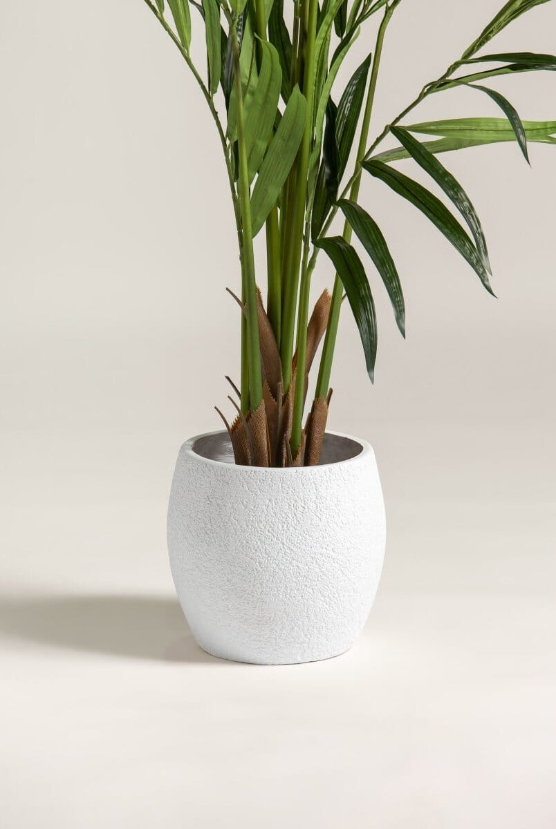 Kentia Palmificial Plant (Pot not included)