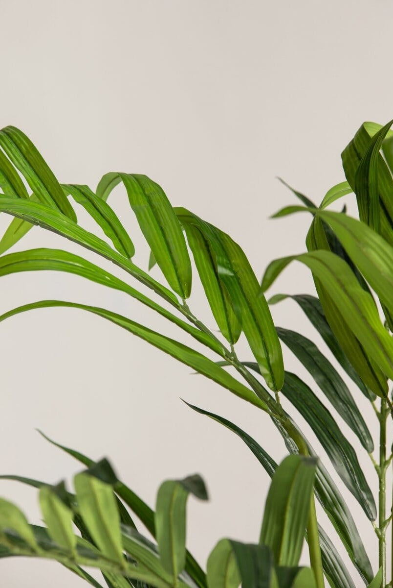 Kentia Palmificial Plant (Pot not included)