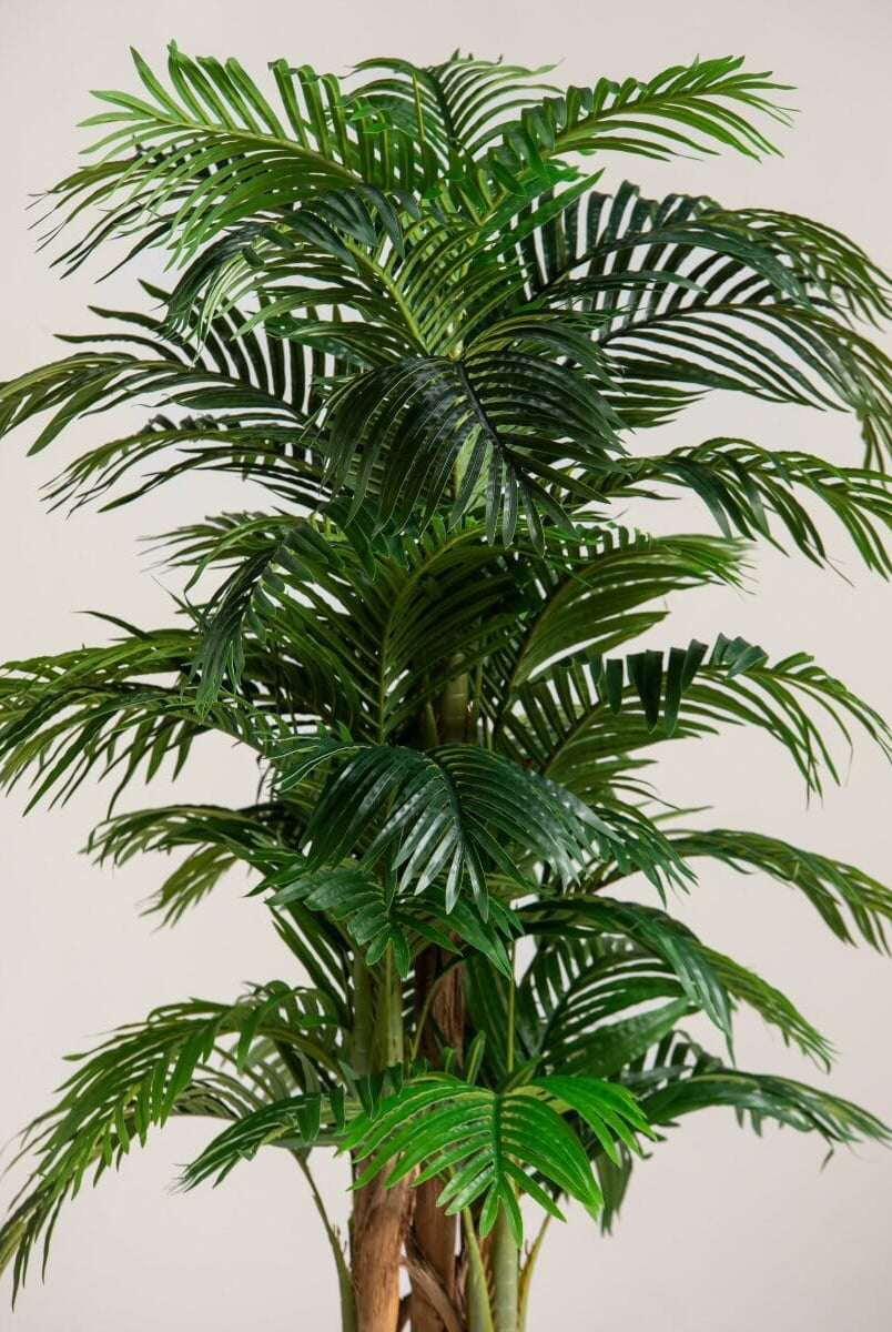 Areca Palmificial Plant (Pot not included)