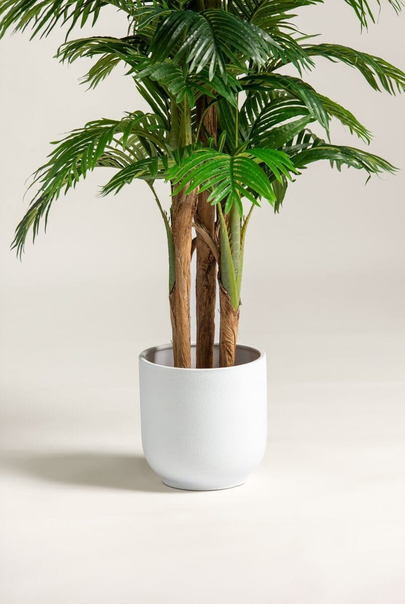 Areca Palmificial Plant (Pot not included)