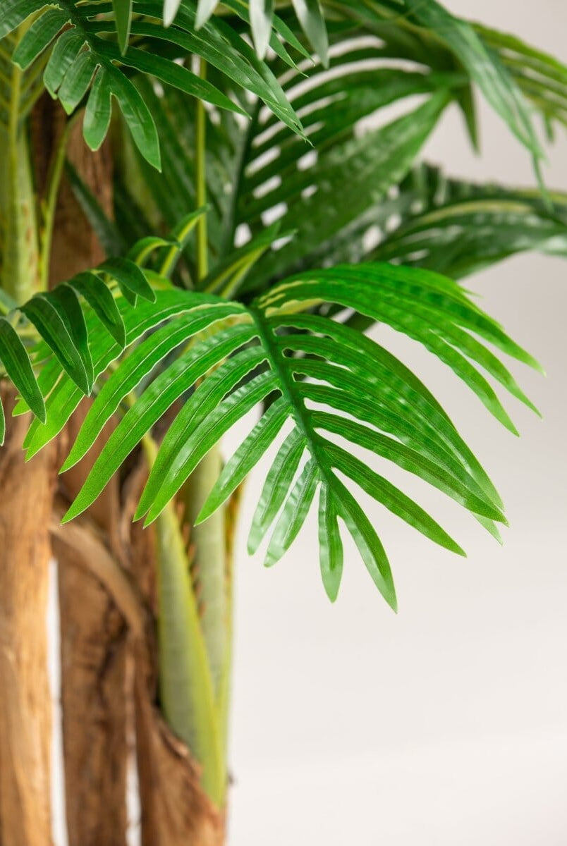 Areca Palmificial Plant (Pot not included)