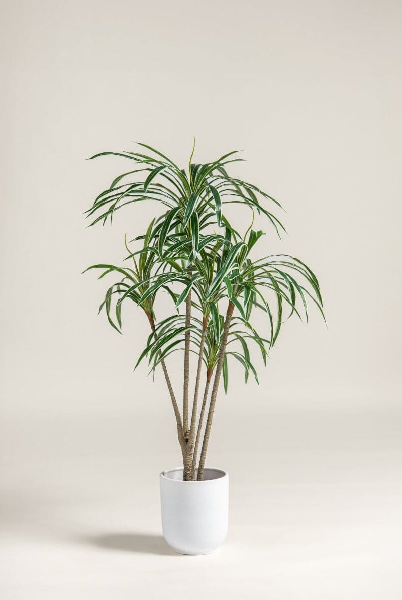Dracaena Reflexa Artificial Plant