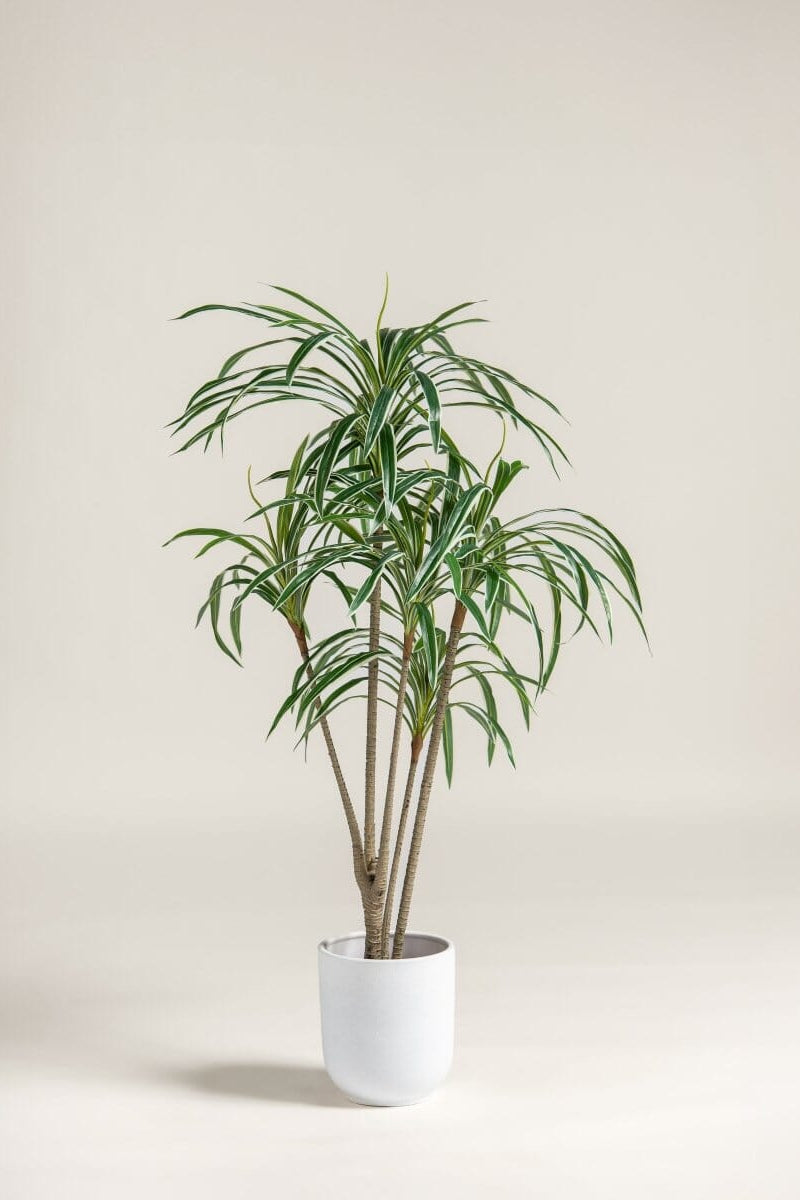 Dracaena Reflexa Artificial Plant