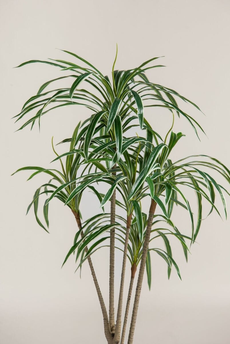 Dracaena Reflexaificial Plant (Pot not included)