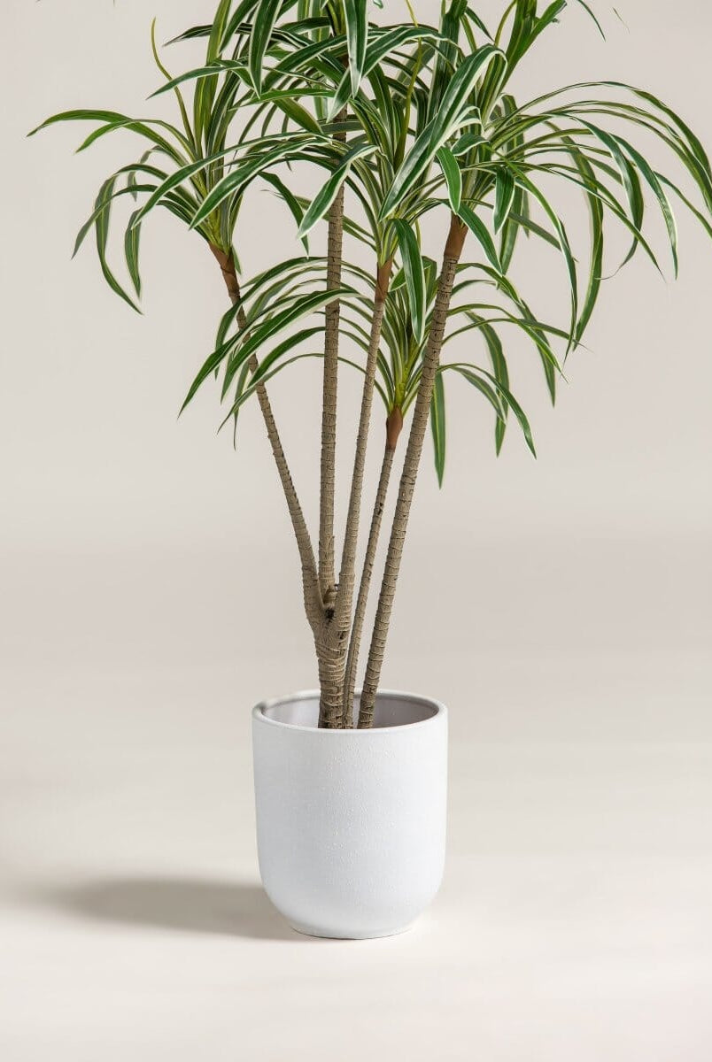Dracaena Reflexaificial Plant (Pot not included)