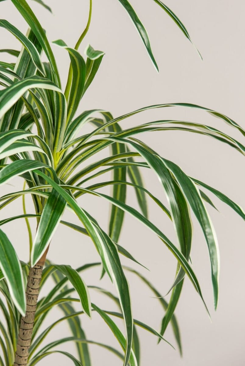 Dracaena Reflexaificial Plant (Pot not included)