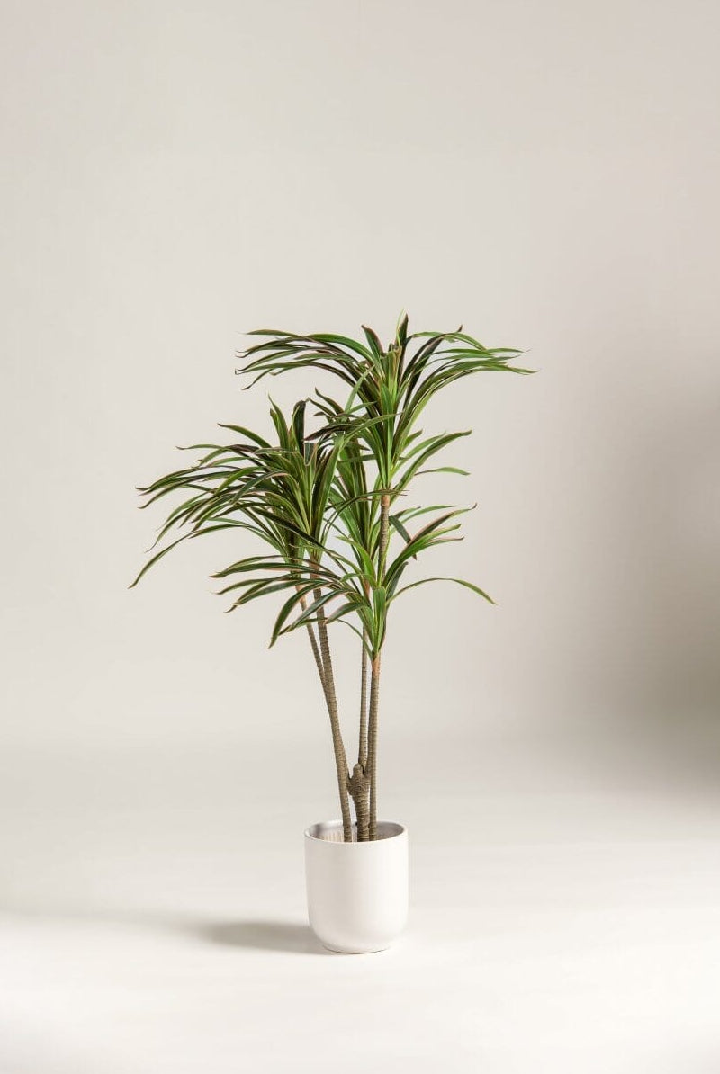 Dracaena Marginata Artificial Plant