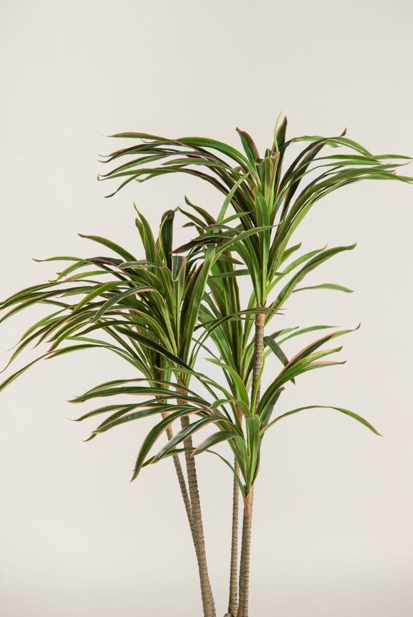 Dracaena Marginataificial Plant (Pot not included)