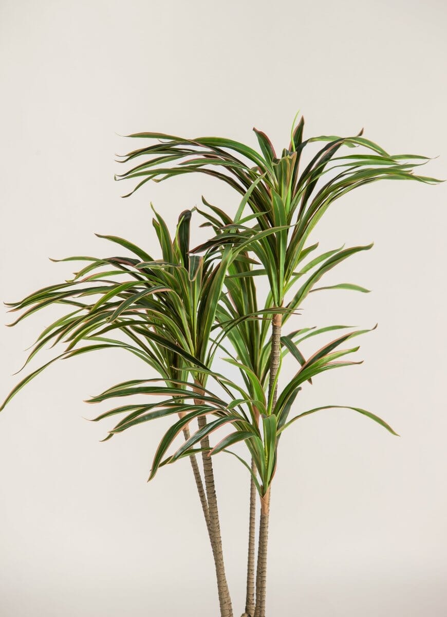Dracaena Marginataificial Plant (Pot not included)