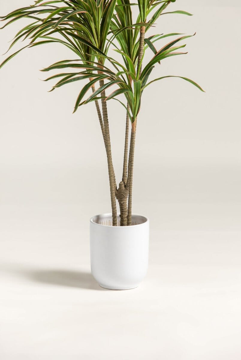 Dracaena Marginataificial Plant (Pot not included)
