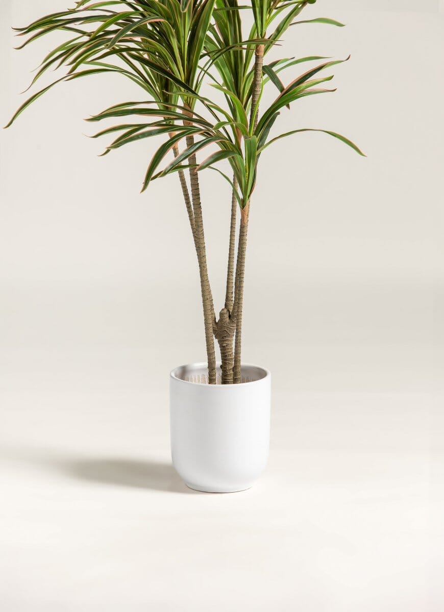 Dracaena Marginataificial Plant (Pot not included)