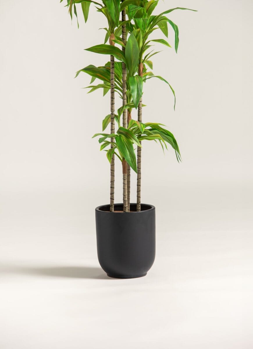 Dracaena Fragransificial Plant (Pot not included)