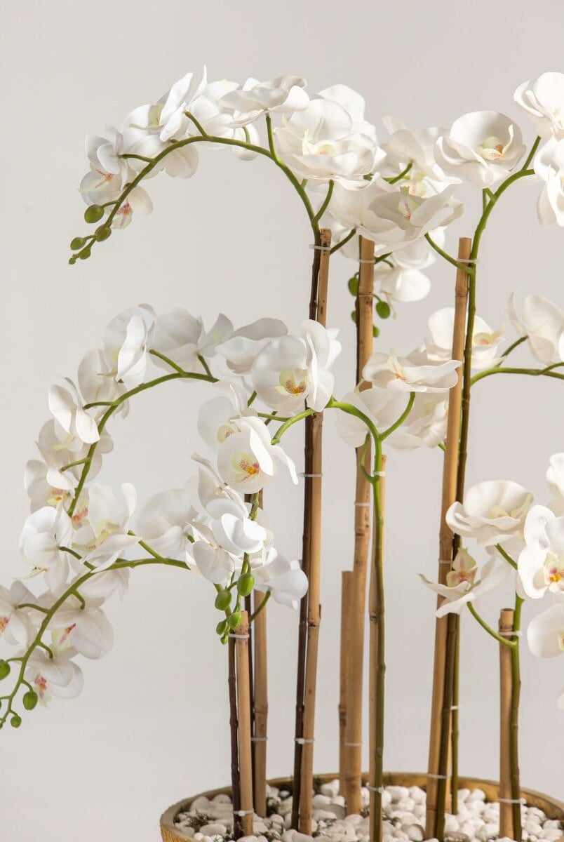 Phalaenopsis Orchidificial Plant II