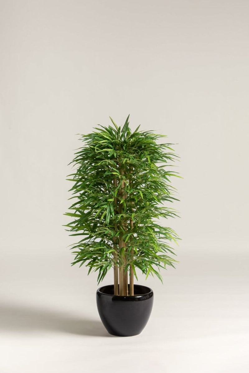 Dracaena Sanderiana Artificial Plant