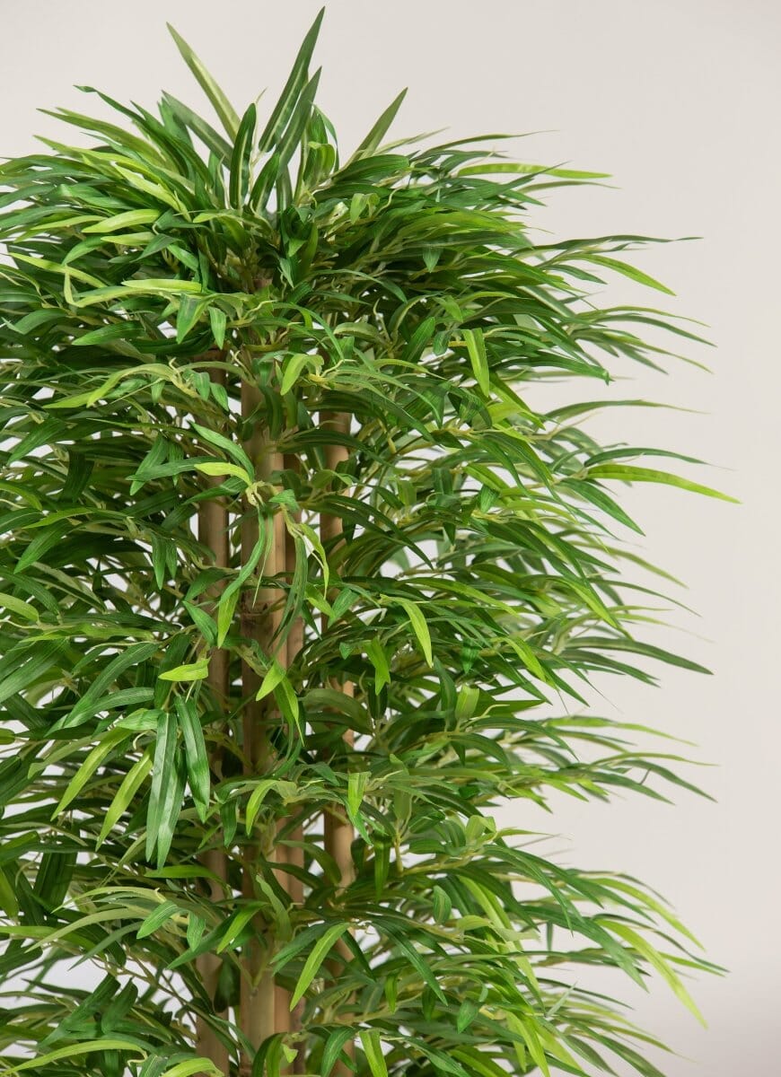Dracaena Sanderianaificial Plant (Pot not included)