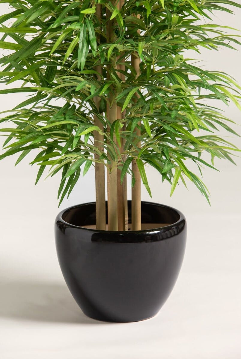 Dracaena Sanderianaificial Plant (Pot not included)