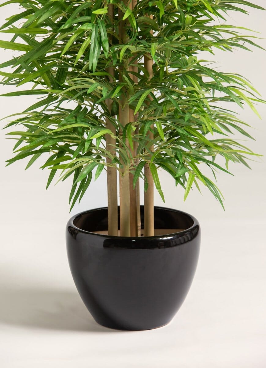 Dracaena Sanderianaificial Plant (Pot not included)