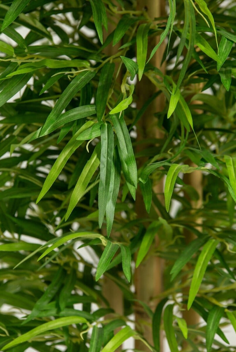 Dracaena Sanderianaificial Plant (Pot not included)