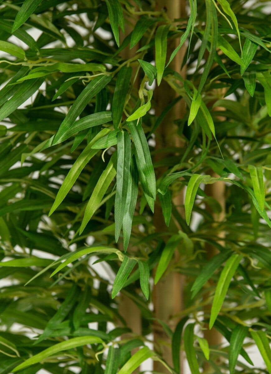 Dracaena Sanderianaificial Plant (Pot not included)
