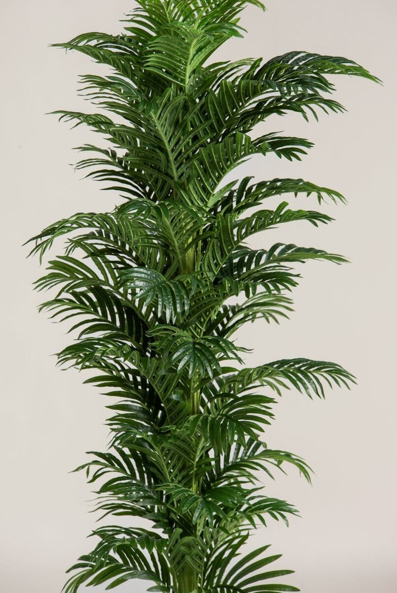 Kentia Palmificial Plant (Pot not included)