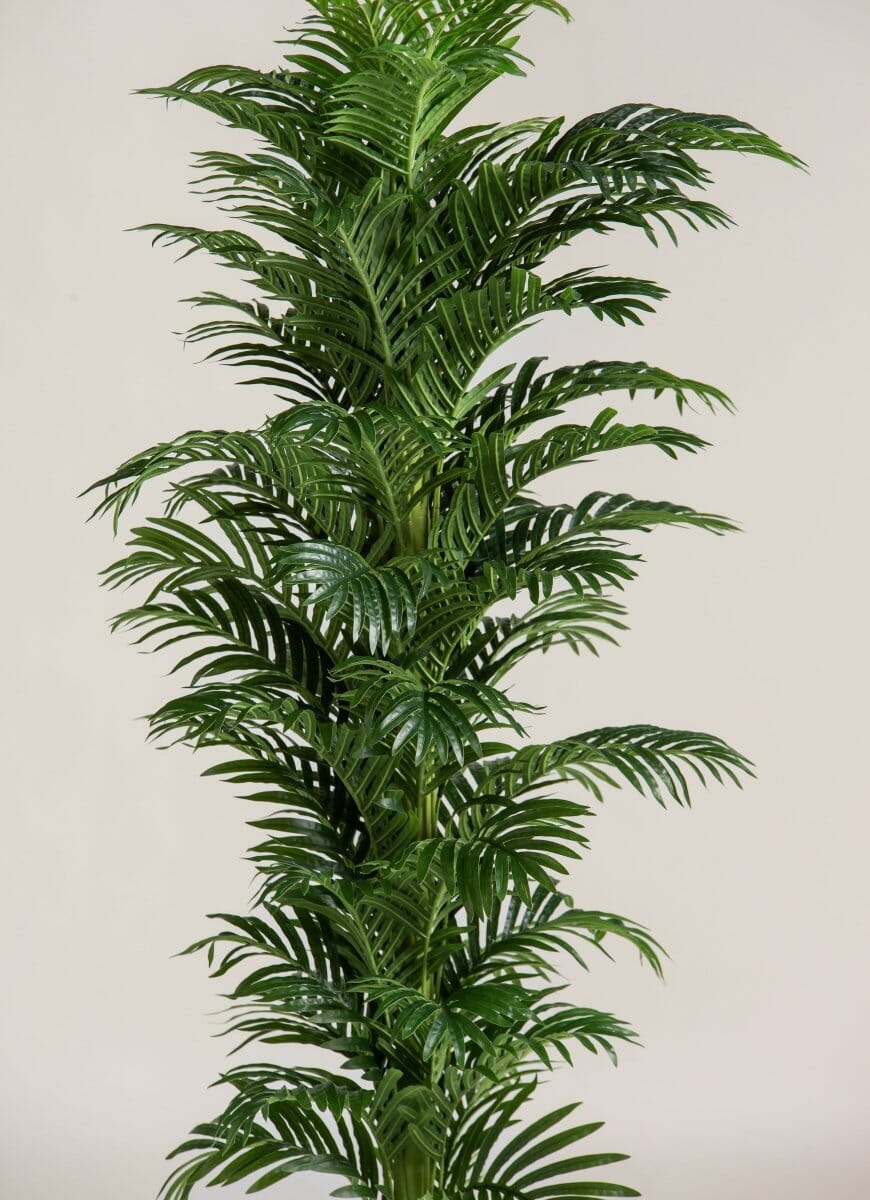 Kentia Palmificial Plant (Pot not included)