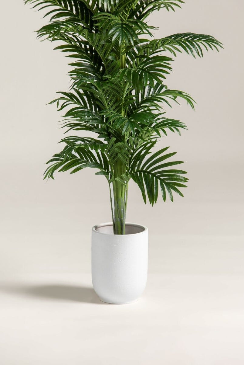 Kentia Palmificial Plant (Pot not included)
