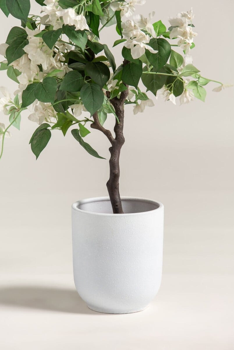 Bougainvillea Glabraificial Plant (Pot not included)