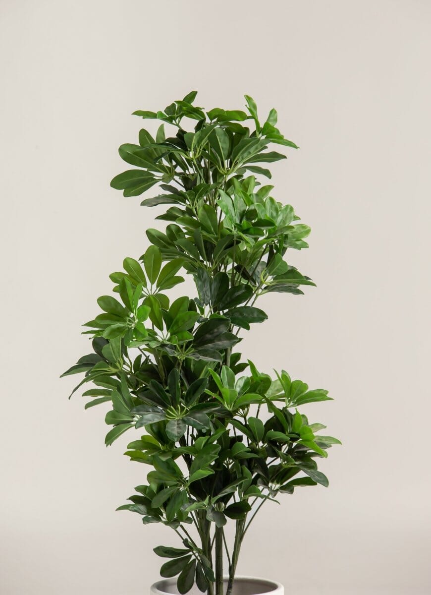 Schefflera Arboricolaificial Plant (Pot not included)