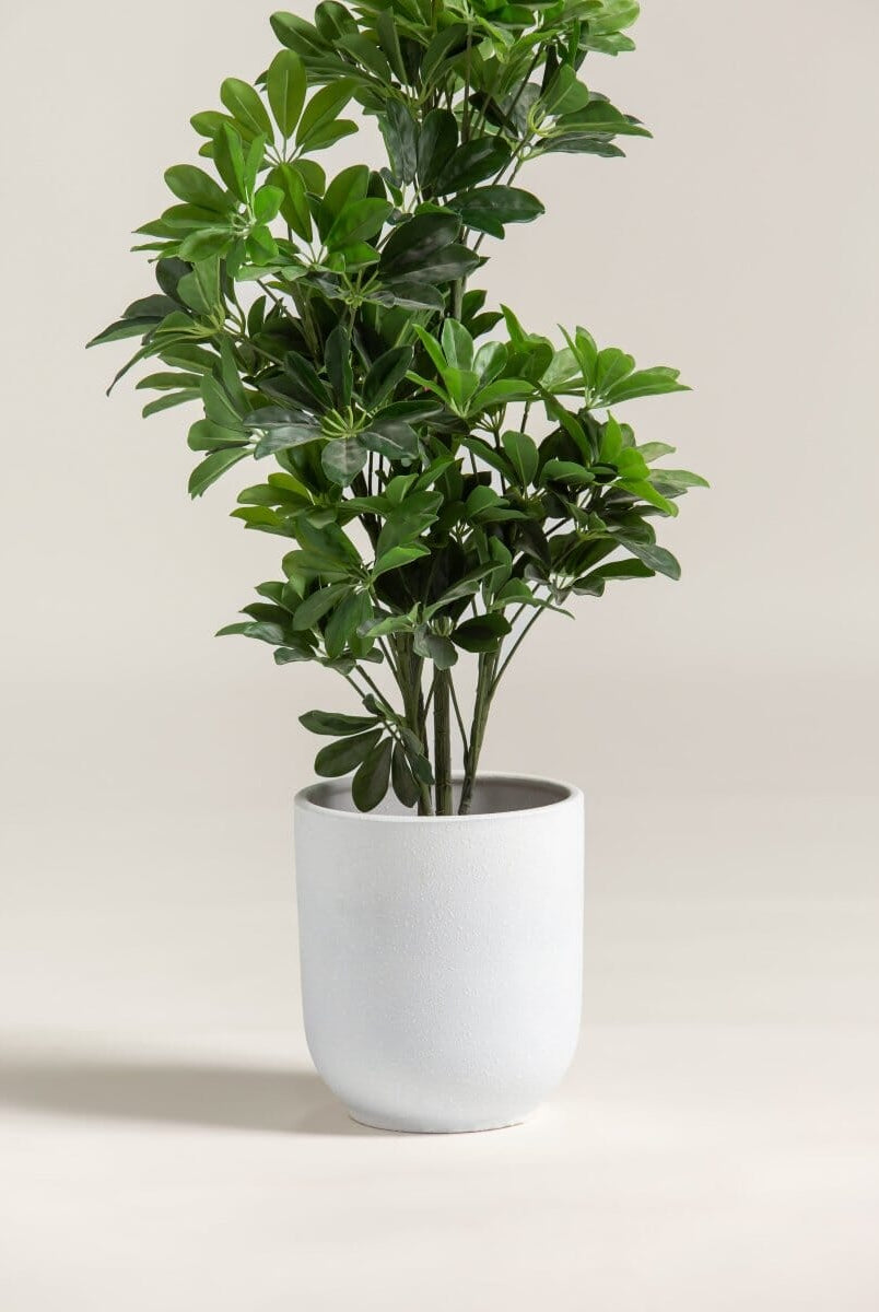 Schefflera Arboricolaificial Plant (Pot not included)