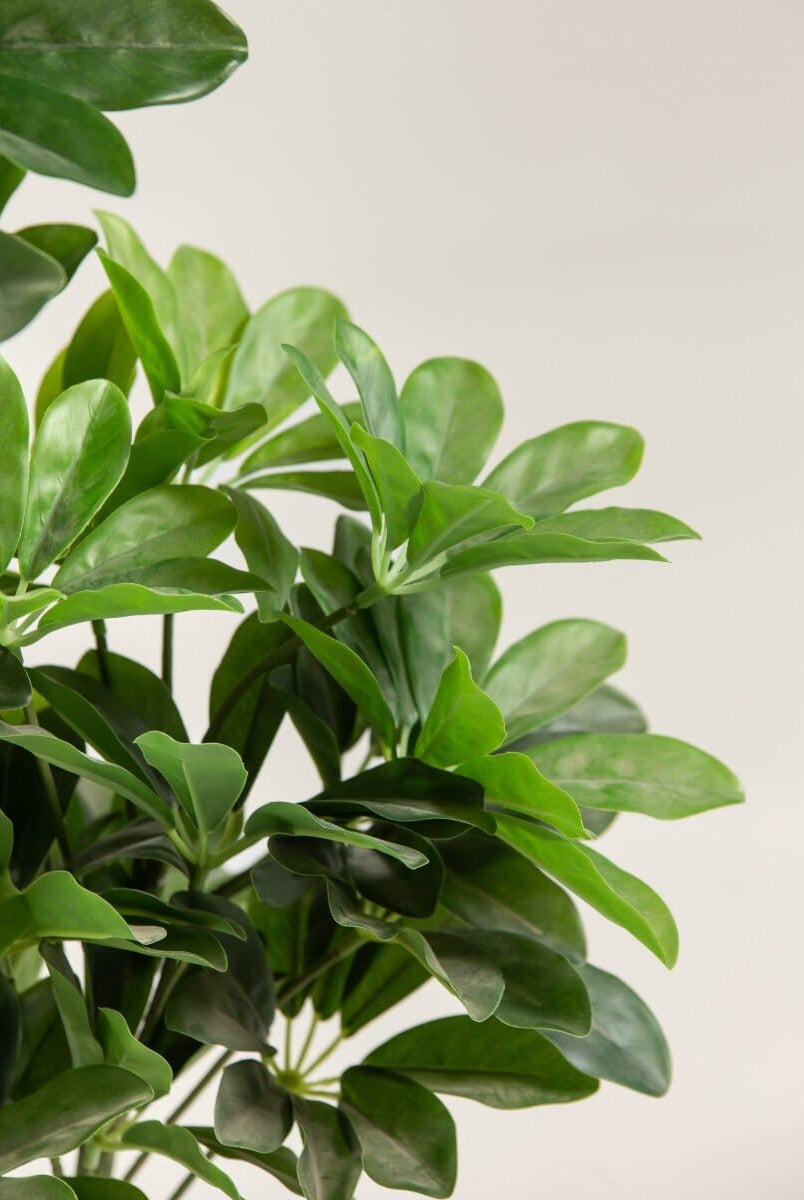 Schefflera Arboricolaificial Plant (Pot not included)