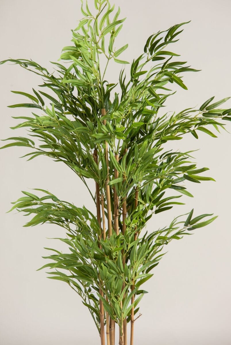 Bambusa Vulgaris Bambooificial Plant (4 Sizes)(Pot not included)