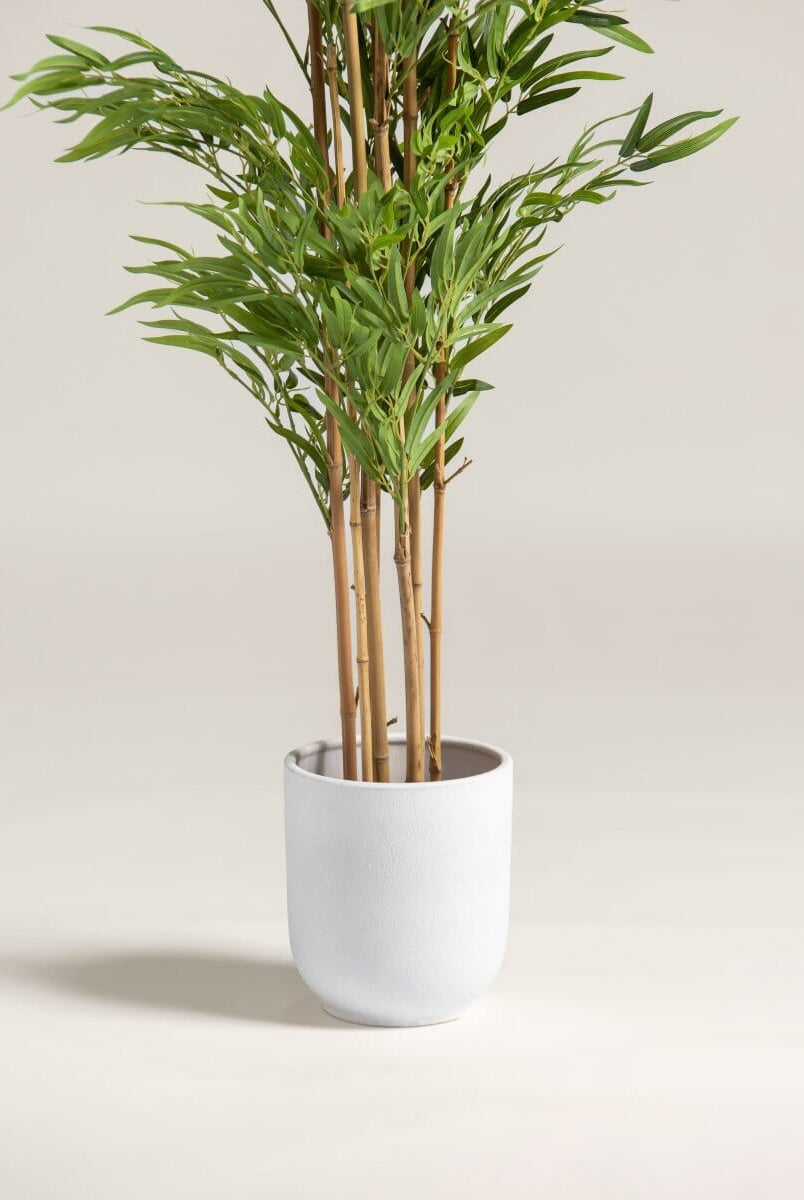 Bambusa Vulgaris Bambooificial Plant (4 Sizes)(Pot not included)