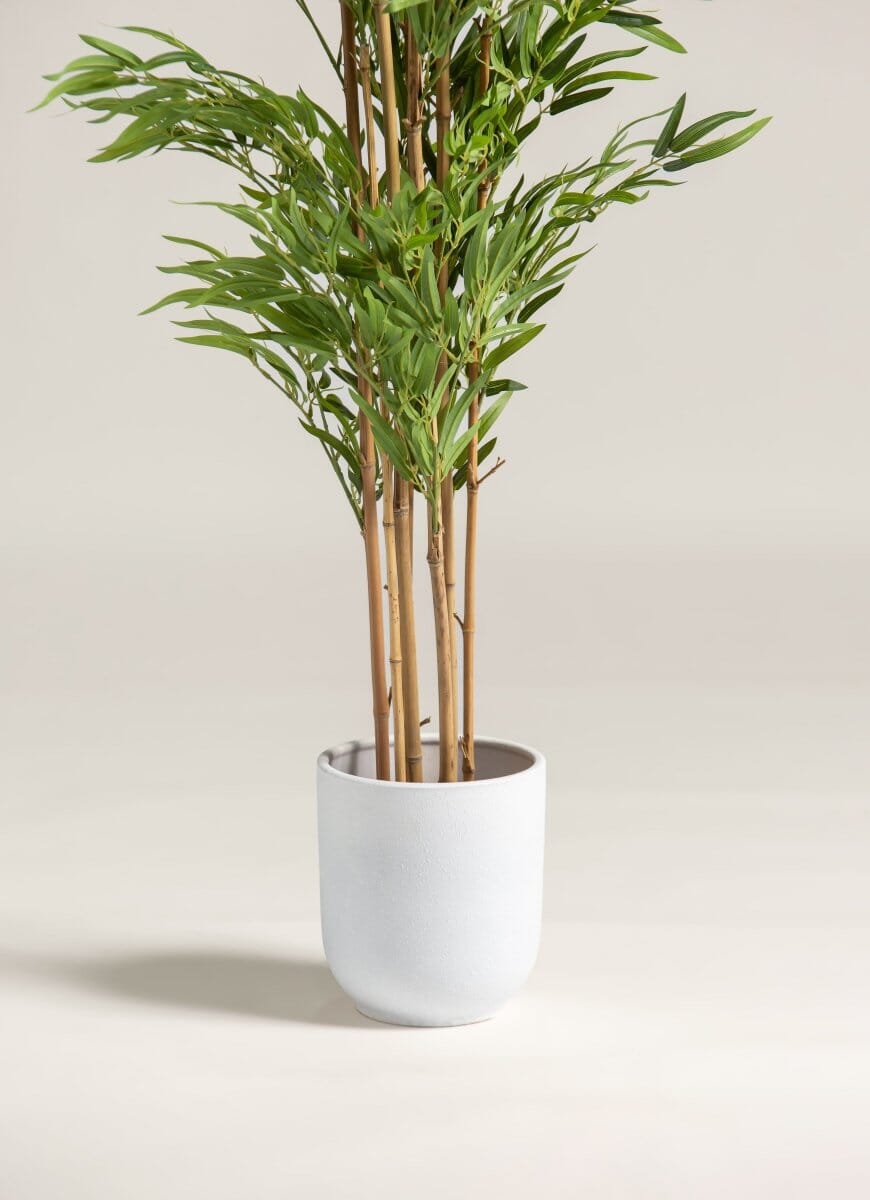 Bambusa Vulgaris Bambooificial Plant (4 Sizes)(Pot not included)