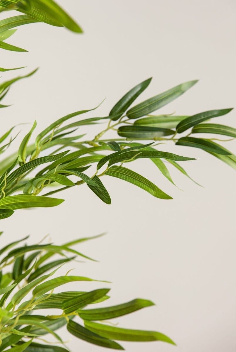 Bambusa Vulgaris Bambooificial Plant (4 Sizes)(Pot not included)