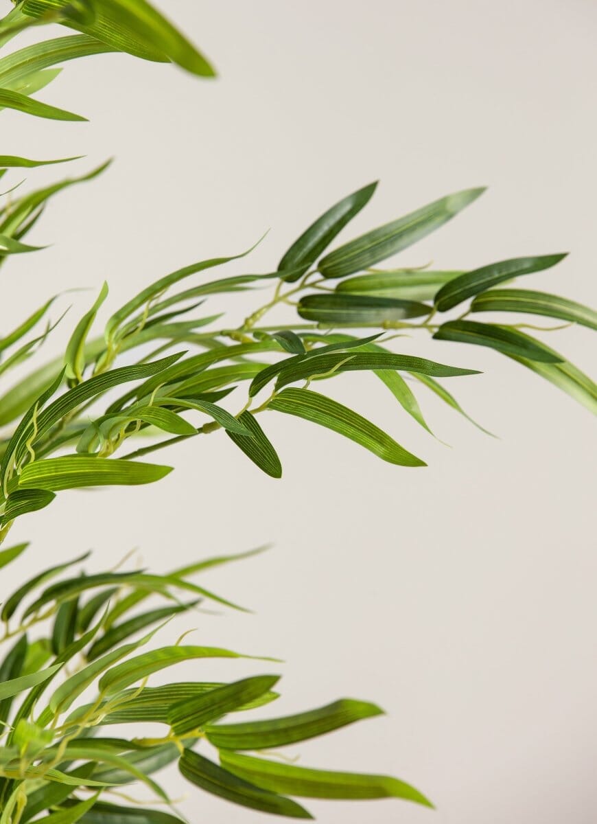 Bambusa Vulgaris Bambooificial Plant (4 Sizes)(Pot not included)