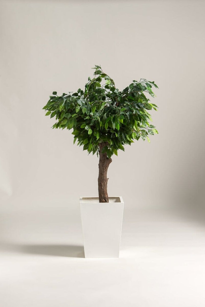 Ficus Benjamina Artificial Tree With Natural Wood Trunk