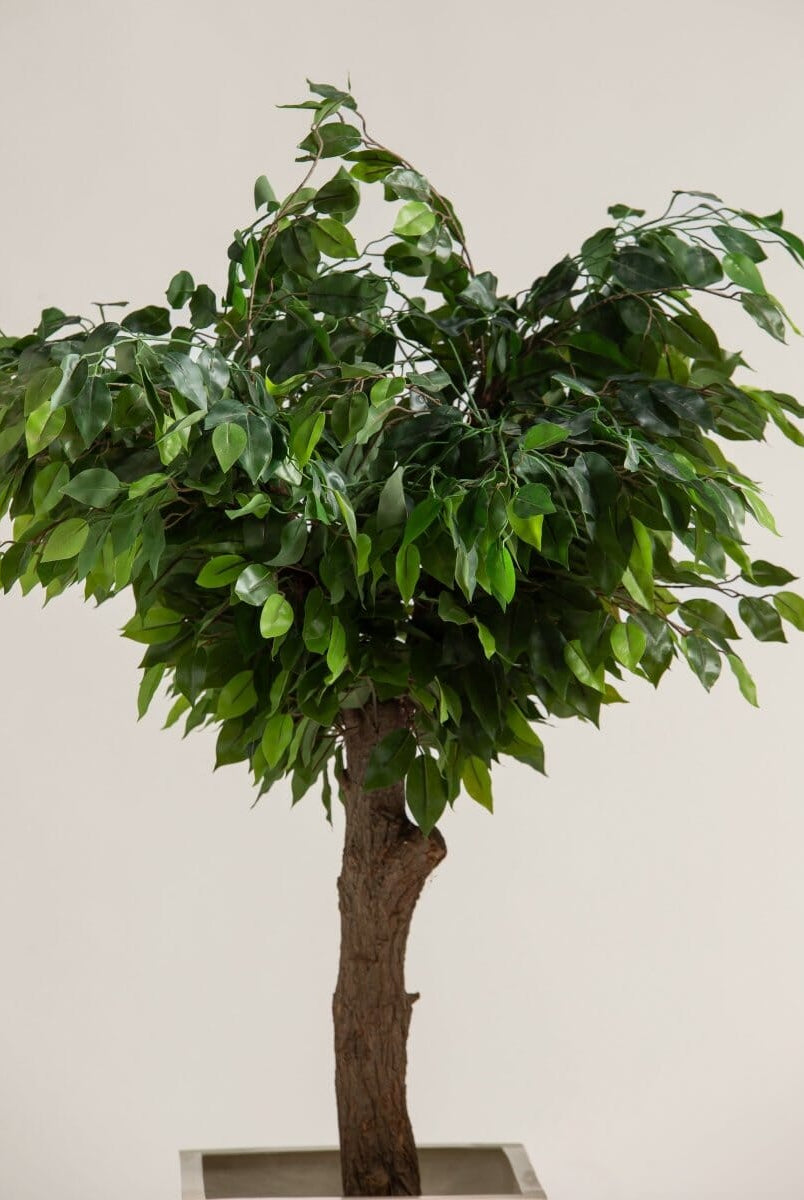 Ficus Benjaminaificial Tree With Natural Wood Trunk (3 Sizes)
