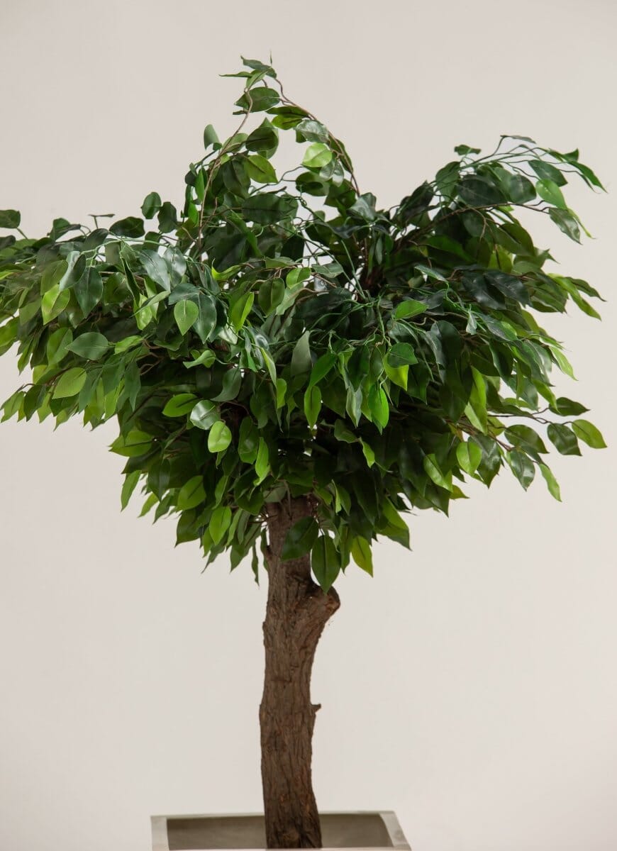 Ficus Benjaminaificial Tree With Natural Wood Trunk (3 Sizes)