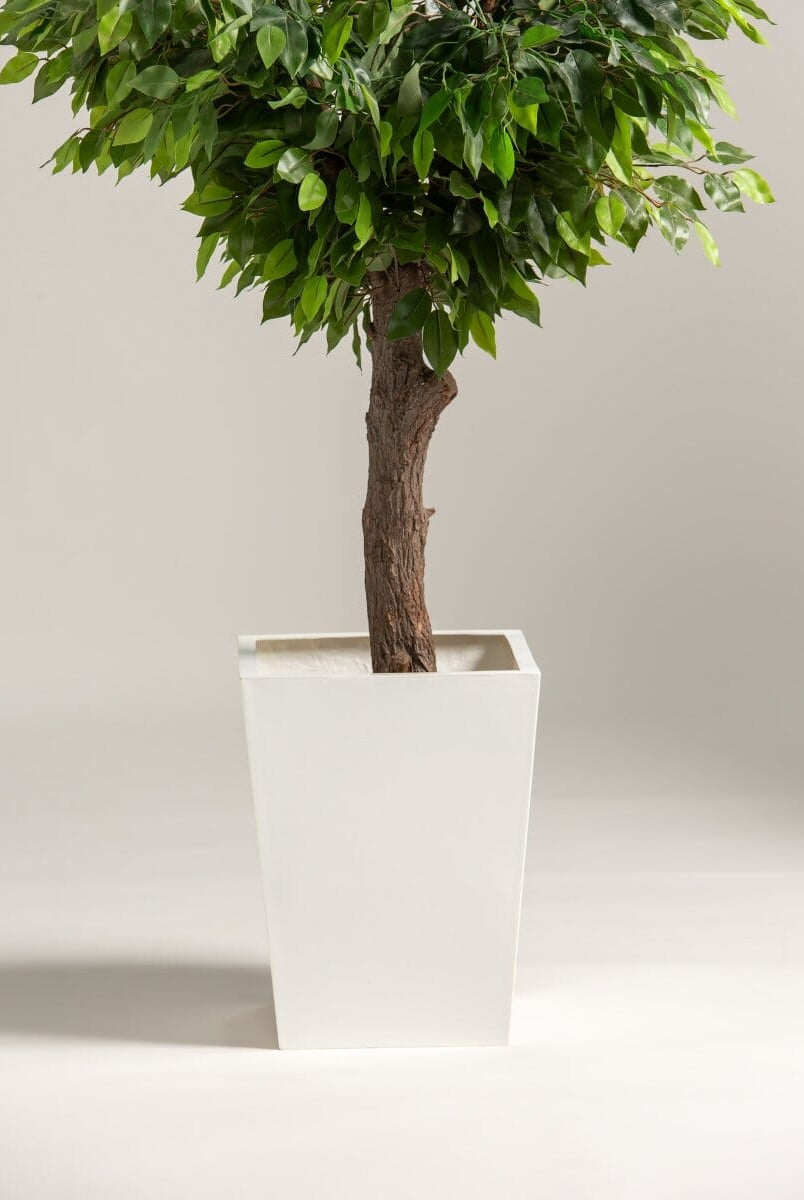 Ficus Benjaminaificial Tree With Natural Wood Trunk (3 Sizes)