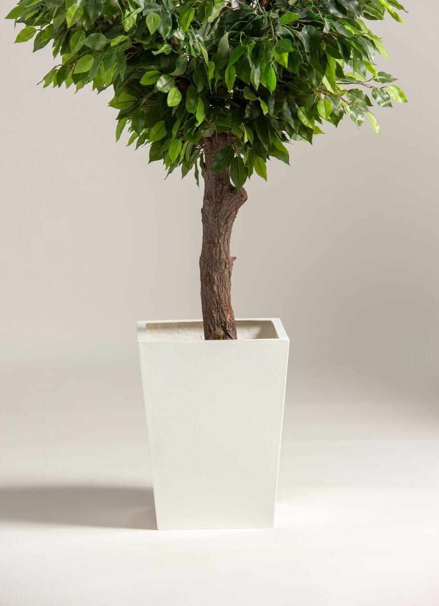 Ficus Benjaminaificial Tree With Natural Wood Trunk (3 Sizes)