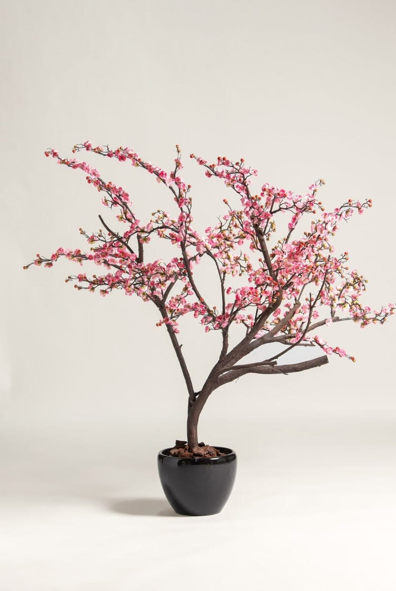 Prunus Mumeificial Tree (3 Sizes)(Pot not included)