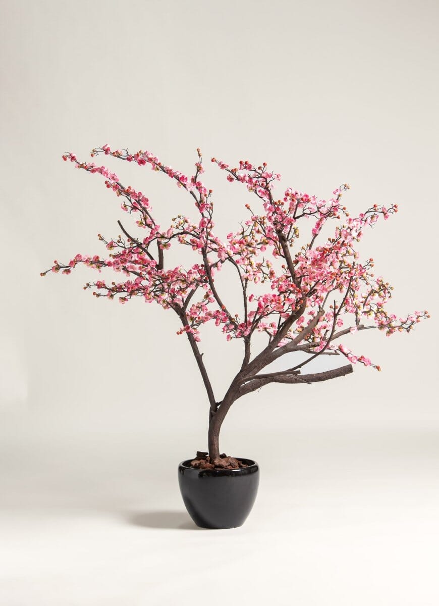Prunus Mumeificial Tree (3 Sizes)(Pot not included)