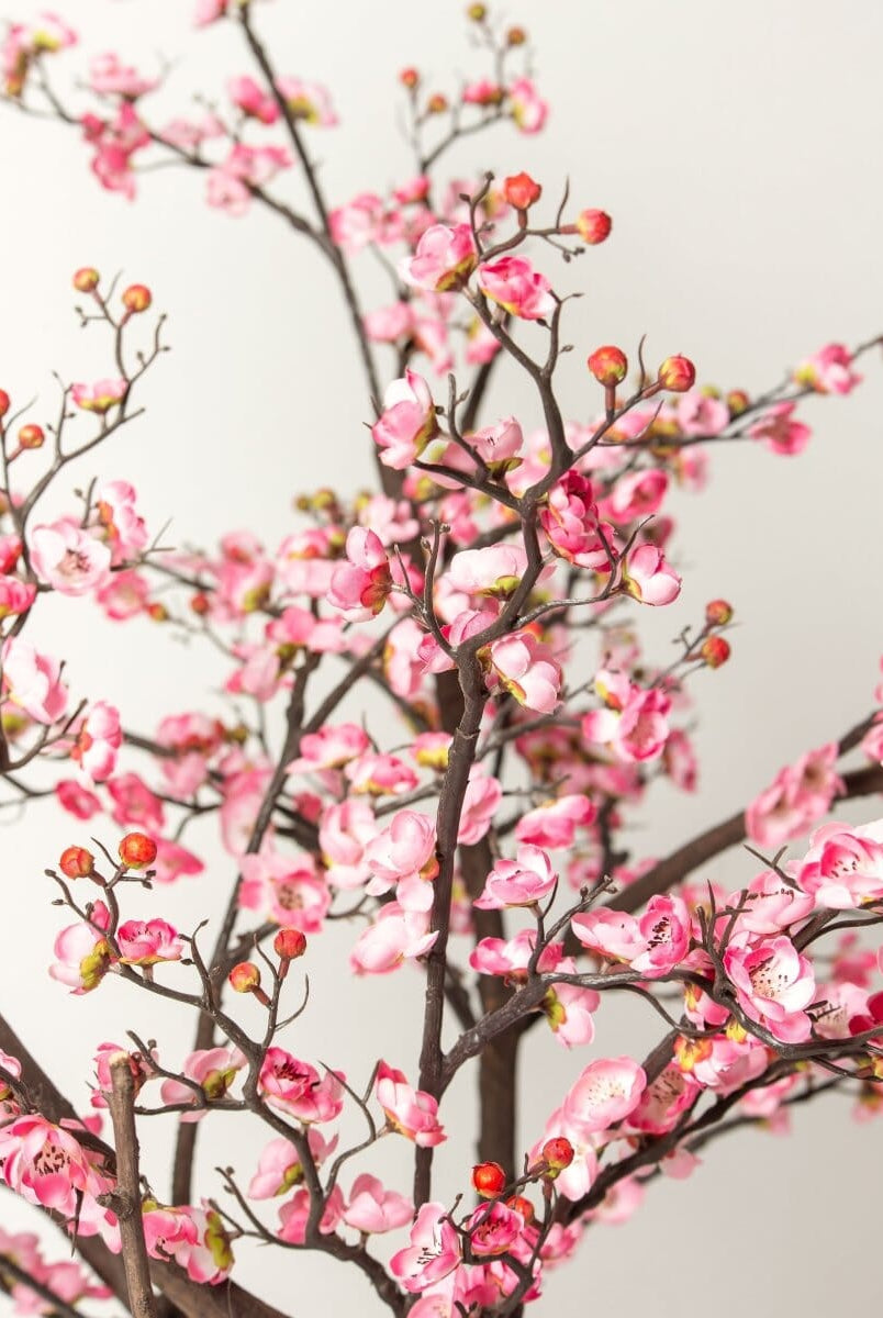 Prunus Mumeificial Tree (3 Sizes)(Pot not included)