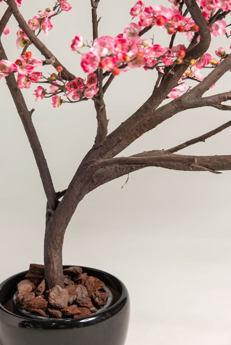 Prunus Mumeificial Tree (3 Sizes)(Pot not included)