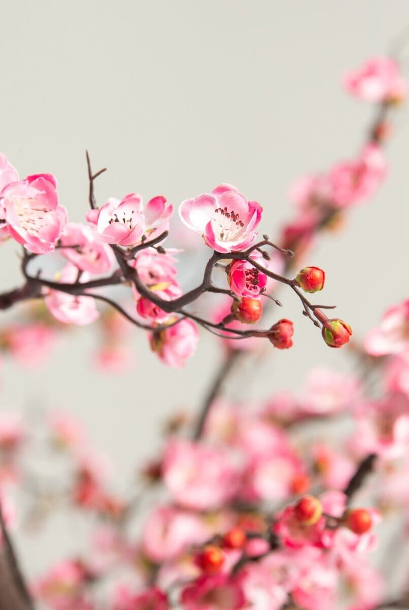 Prunus Mumeificial Tree (3 Sizes)(Pot not included)