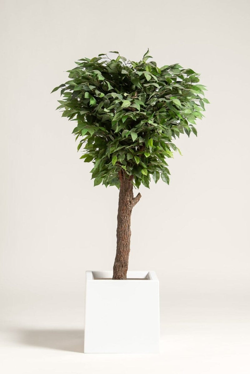 Ficus Artificial Tree With Natural Wood Trunk