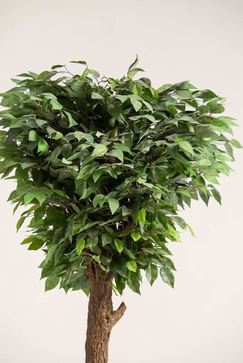 Ficusificial Tree With Natural Wood Trunk (3 Sizes)