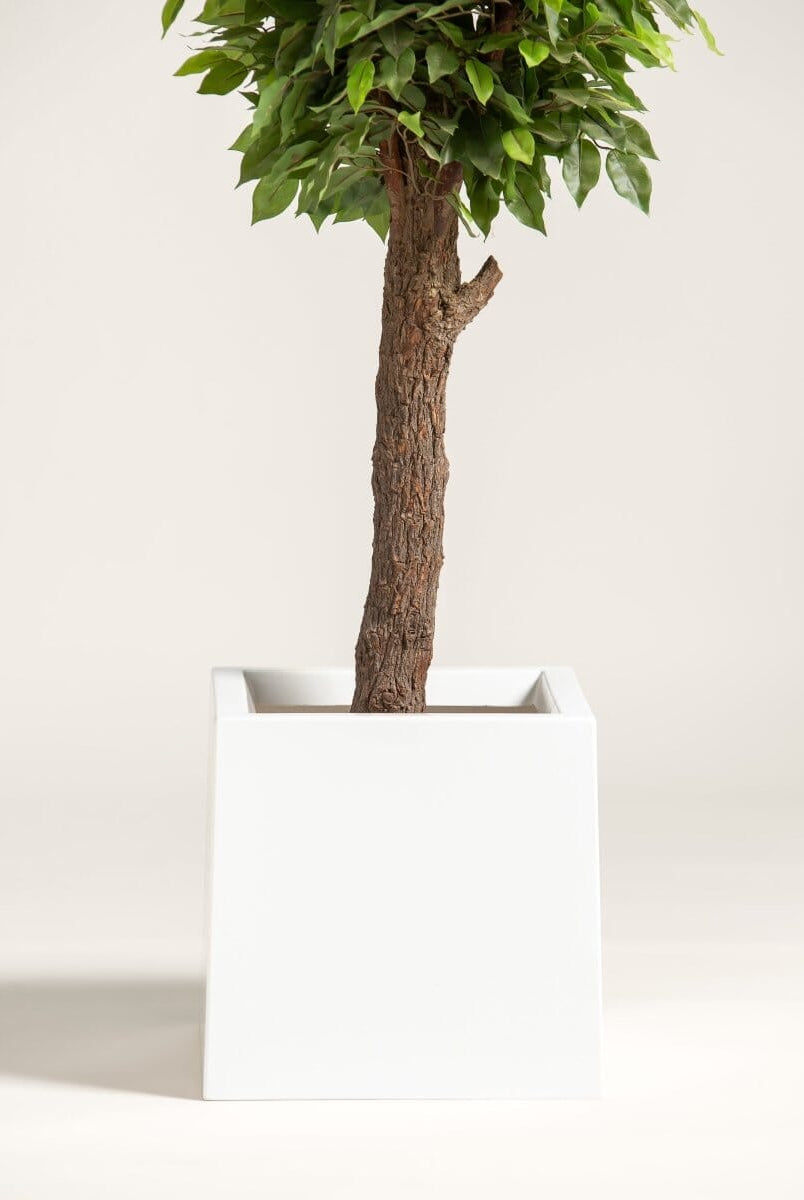Ficusificial Tree With Natural Wood Trunk (3 Sizes)